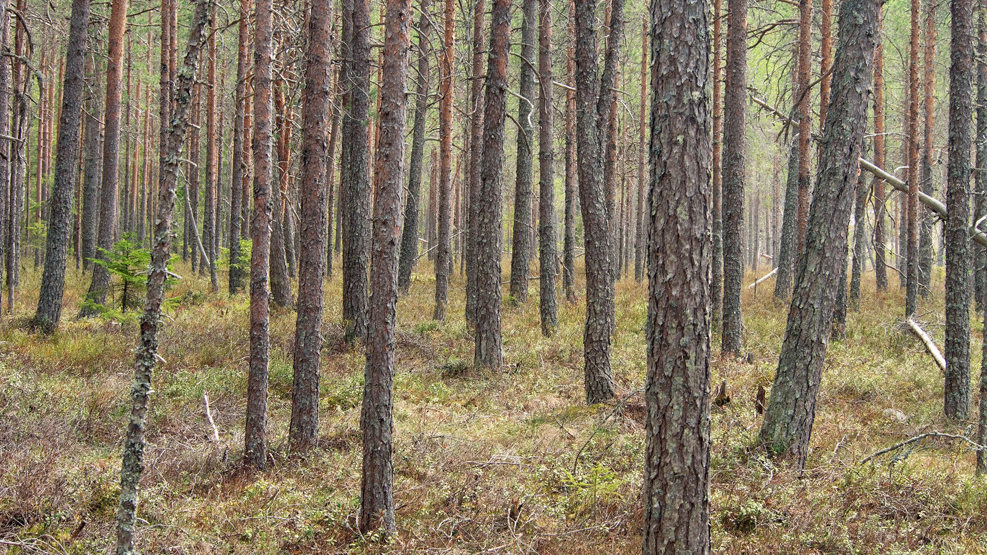 Etelä-Karjalan virkistysalue- ja kansallispuistoselvityshankkeelle rahoitusta