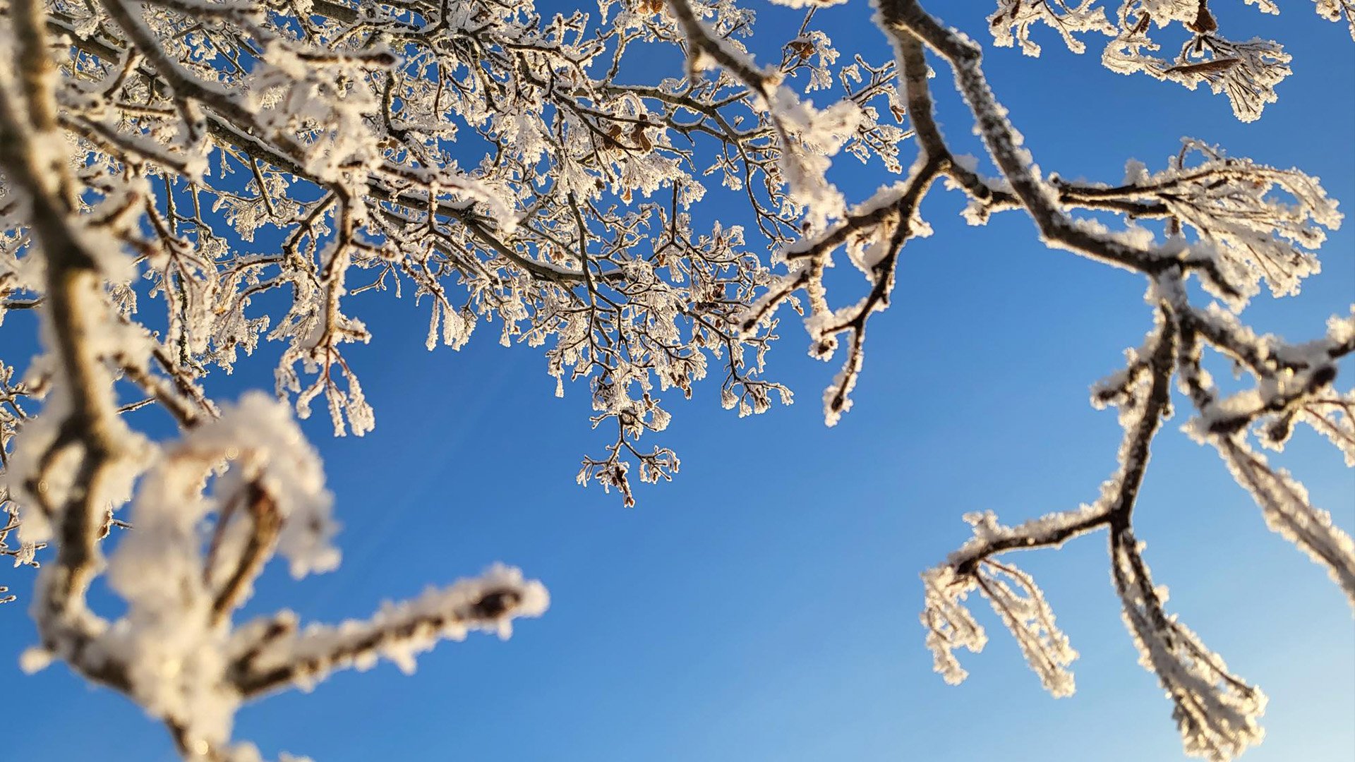 Kuurainen oksa talvimaisemassa.