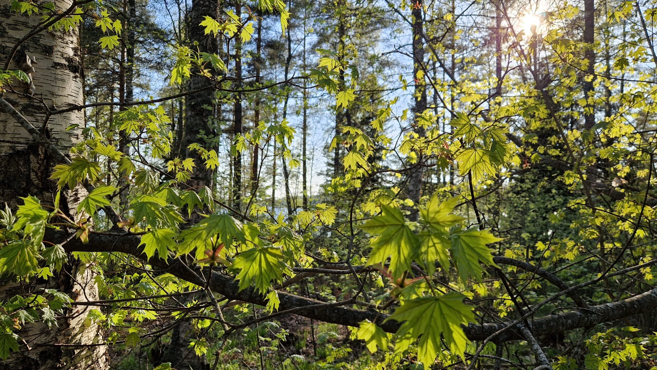 Valtakunnallinen alue-ennakointiseminaari Iisalmessa 14.-15.5.2025