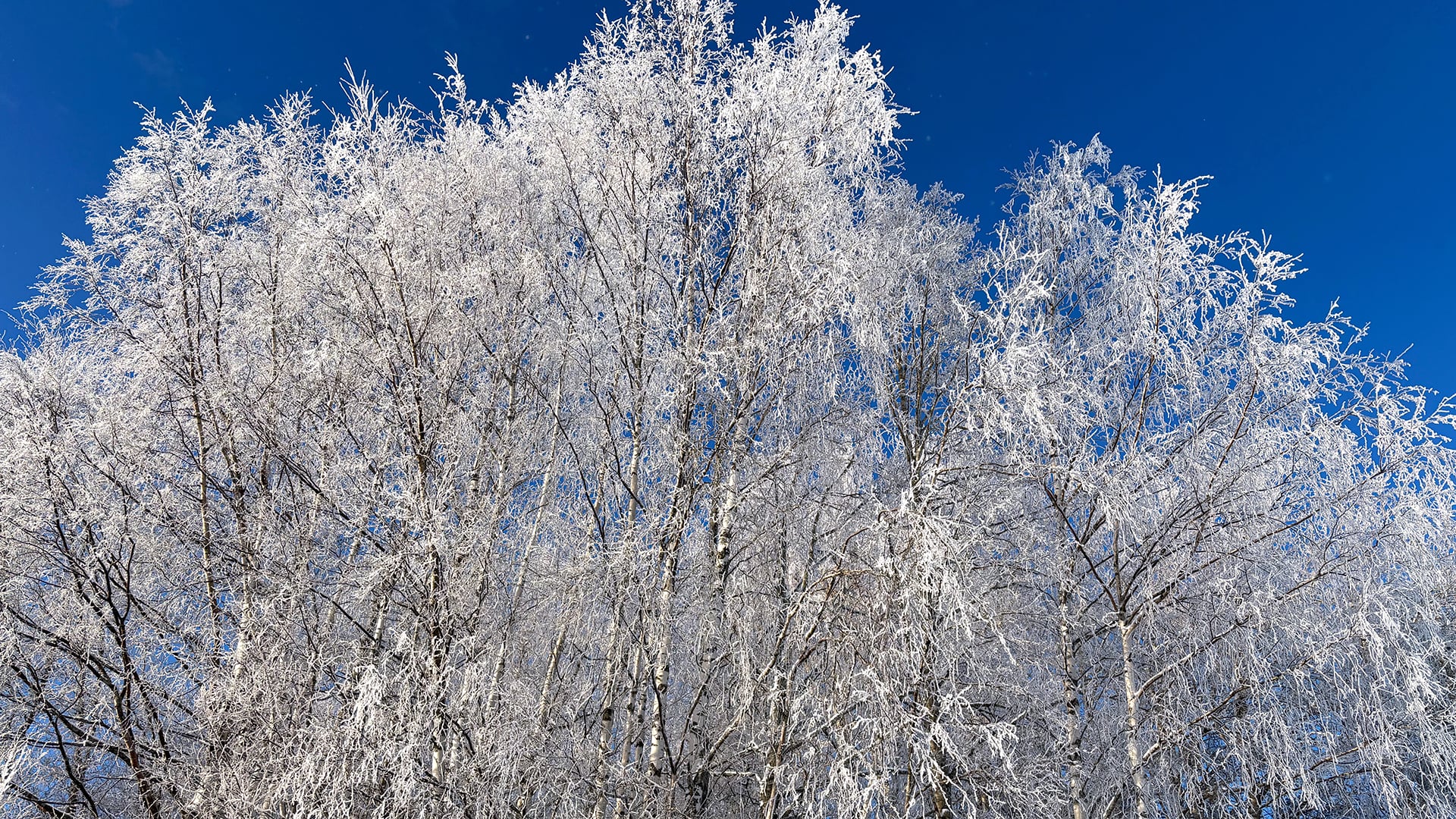 Lumisia puita ja kirkas sininen taivas.